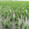 New Agriculture India profil fotoğrafı