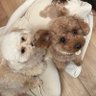 Profilbild von 🐾かーりー🐾