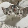 いろはるひ🐾 的头像