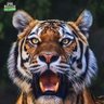 บางอารมณ์ แรกเปลี่ยนรุปเมียวิจารณ์เมีย profil fotoğrafı