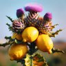 Фото профиля Citron Chardon