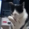 ゆうたん 的头像