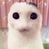 meowly 的头像