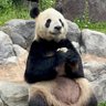 🍣🐼めーパンダ🐼🍣 的头像