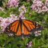 Profilbild von Butterfly Marie