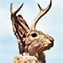 Profilbild von Jackalopelipsky