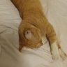 contento's profile picture
