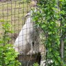 🐏哥 profil fotoğrafı