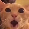 Profilbild von FuriouslyCalmChihuahua