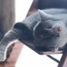 シャルトリュー profil fotoğrafı