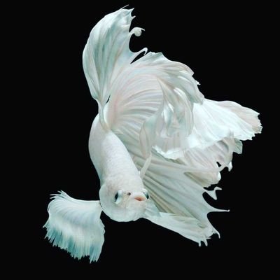Celakkenyang01's profile picture