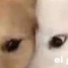 Romino's profile picture