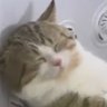 biru mela's profile picture