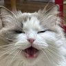 Saganもん🐈 profil fotoğrafı