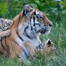 PawsomeTiger's profile picture