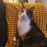 Norinori's profile picture
