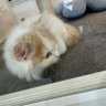 マム profil fotoğrafı