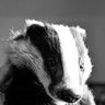 Lord Badgerton 🦡🏴🎩🏰's profile picture