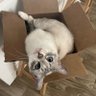Amandaisconfused 的头像