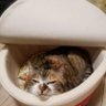 ぬ~ぼ~🐈⬛ profil fotoğrafı