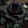 Фото профиля The Black Rose
