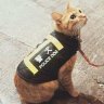Jacopo's profile picture