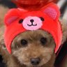 カコモカ🐝🍯❤️ 的头像