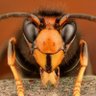 Vespa lusitana, Oreshnik das picadas. profil fotoğrafı