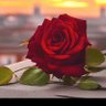 المحامية نجلاء profil fotoğrafı