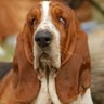 OldHoundDogBedtime profil fotoğrafı