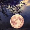ابو عبدالله's profile picture