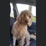 Helen Finlay's profile picture
