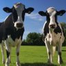 Two Cows Filing Their Income Taxes Together profil fotoğrafı