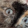 Cat Cat Cat's profile picture