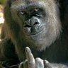 BigMouth's profile picture