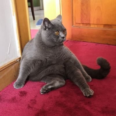 kelly_rami8373's profile picture