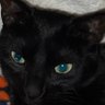 Profilbild von TillyCat