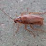 GermanCockroach profil fotoğrafı