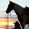صهيل الخيل ..... profil fotoğrafı