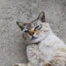はっちさっち?'s profile picture