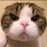 ʓ's profile picture