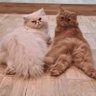cat-lover 的头像