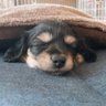 やえちゃん 的头像