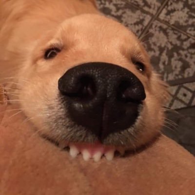 椎名's profile picture