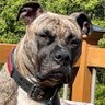 Profilbild von JÆCK, Loki’s Dad - RIP bud… 😢
