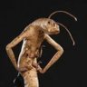 Фото профиля MinhocaDoMIB