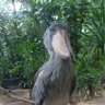 Coconutsimam's profile picture