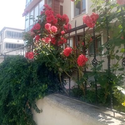 ekitapsal's profile picture