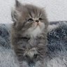 LUUKEㅊ's profile picture
