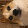 辰虎@J5 profil fotoğrafı